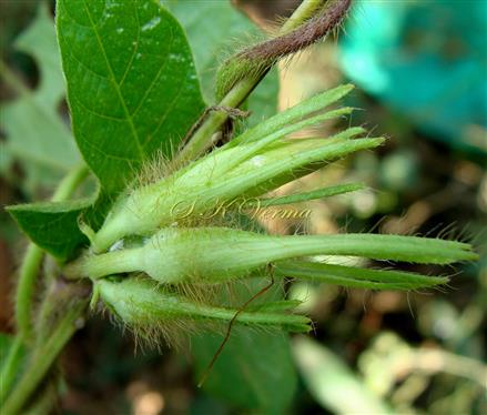  Inflorescence